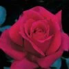 Firefighter® Hybrid Tea Rose