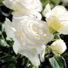 Pope John Paul II Hybrid Tea Rose
