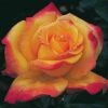Rio Samba™ Hybrid Tea Rose