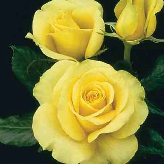 St. Patrick™ Hybrid Tea Rose 1 St. Patrick™ Hybrid Tea Rose
