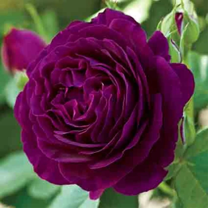 Twilight Zone Grandiflora Rose 1 Twilight Zone Grandiflora Rose