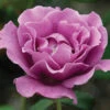 Angel Face™ Floribunda Rose
