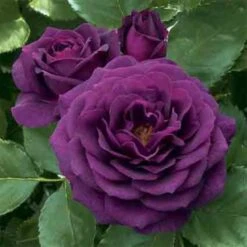 Ebb Tide™ Floribunda Rose