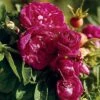 Hansa Rugosa Shrub Rose