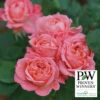 Reminiscent™ Coral Shrub Rose