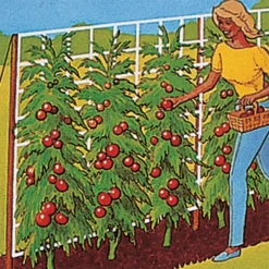 Tomato Trellis 5' X 30'