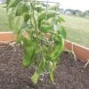 Pepper/Eggplant Supports