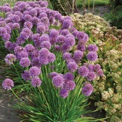 Millennium Allium