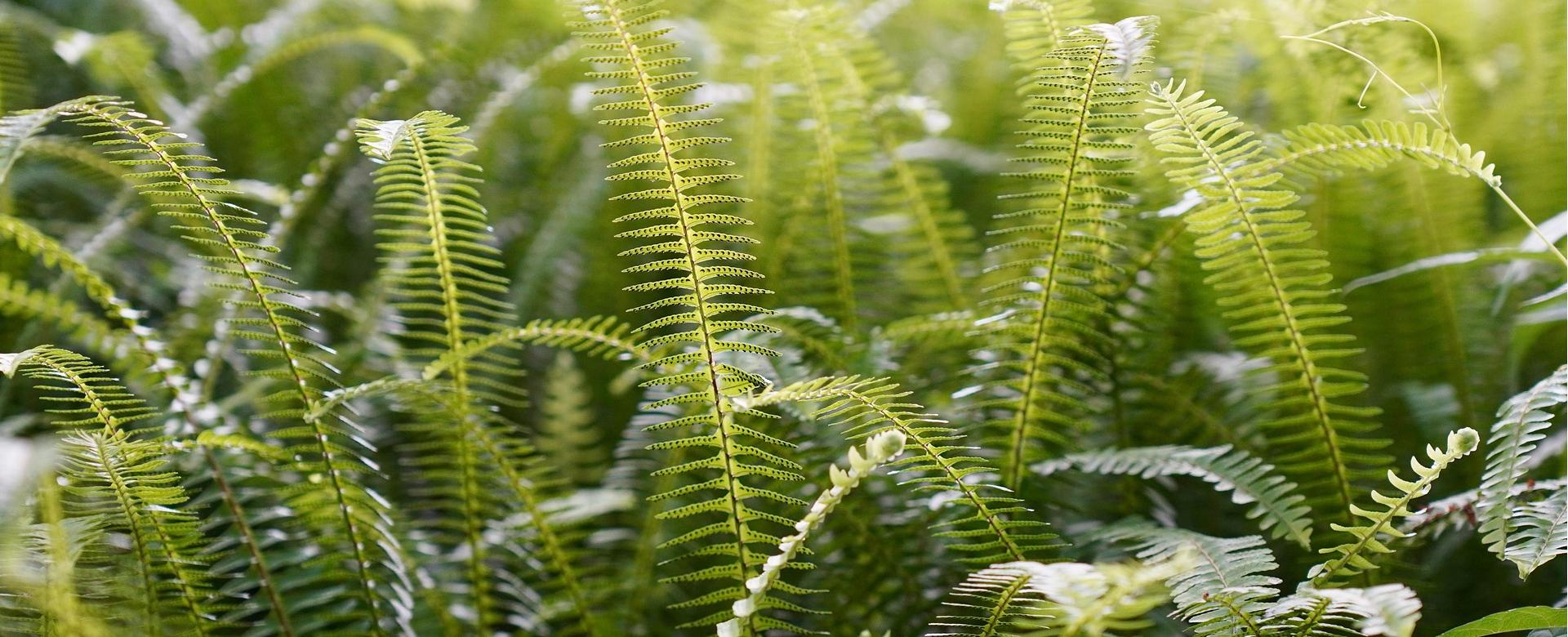 Featured Plant Shop -Featured Plant Shop ferns 7707348 1920